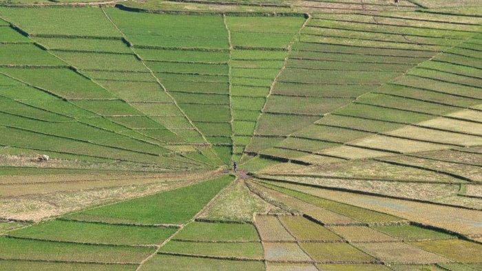 lodok cancar sawah jaring laba laba raksasa